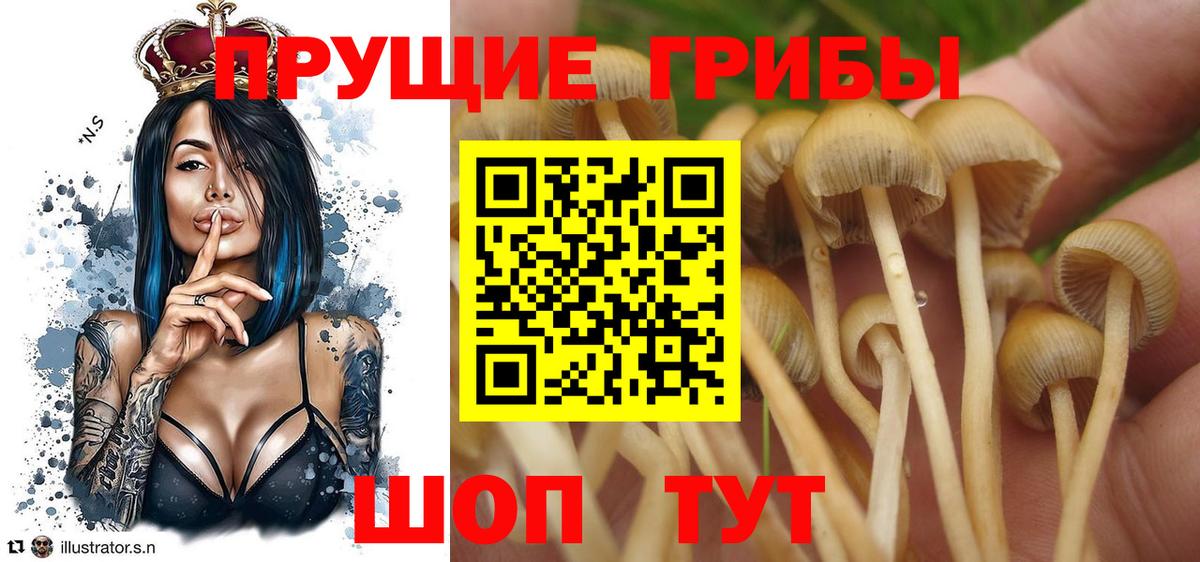 Галлюциногенные грибы Cubensis Гуково